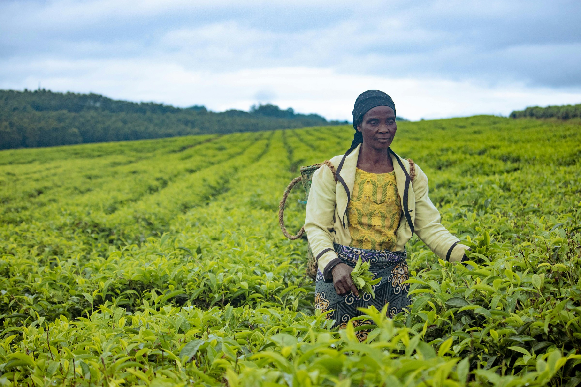 Smallholder Programs · East Africa